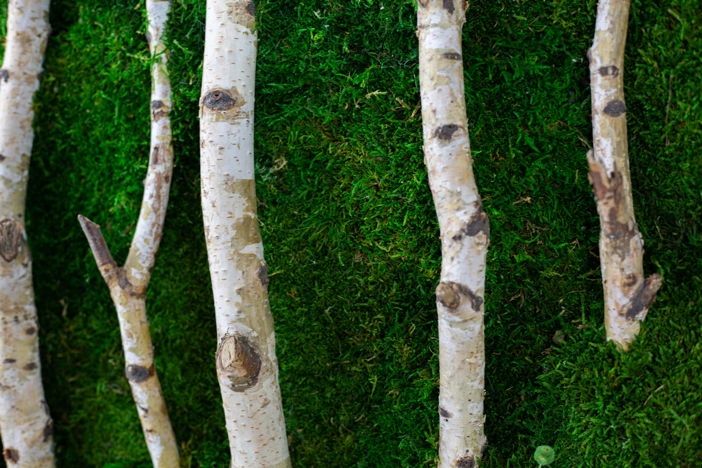 Handgefertigte Pflanzenkunst aus Holz | Mooskunst | Wandkunst aus Eiche und Pflanzen | Einzigartiges Deko-Element | Originelle LED-Wandkunst