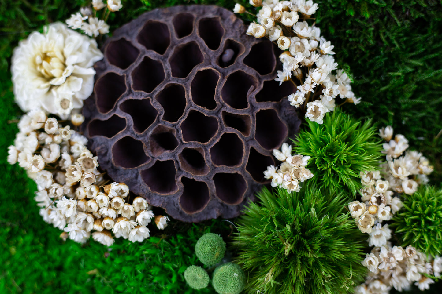 Authentisches, konserviertes Moos-Wandbild mit LED-Beleuchtung und lebendem Moos für Büro oder Zuhause, 1-teiliger Rahmen