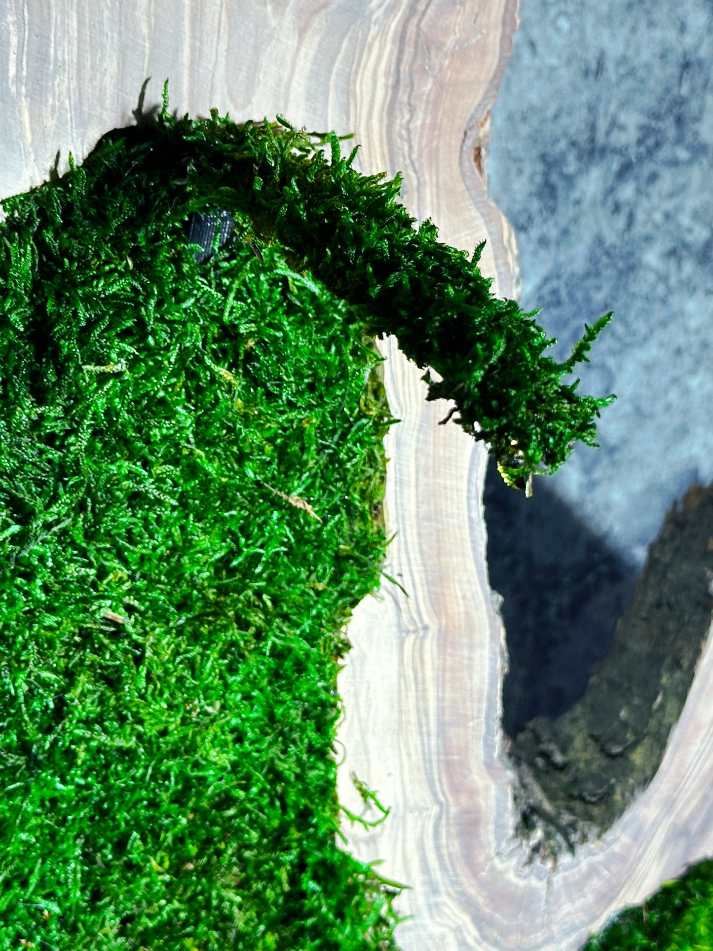 New White Olive Wood LED-Backlit Preserved Moss Art: Eco-Friendly, Green Wall Decor for Home