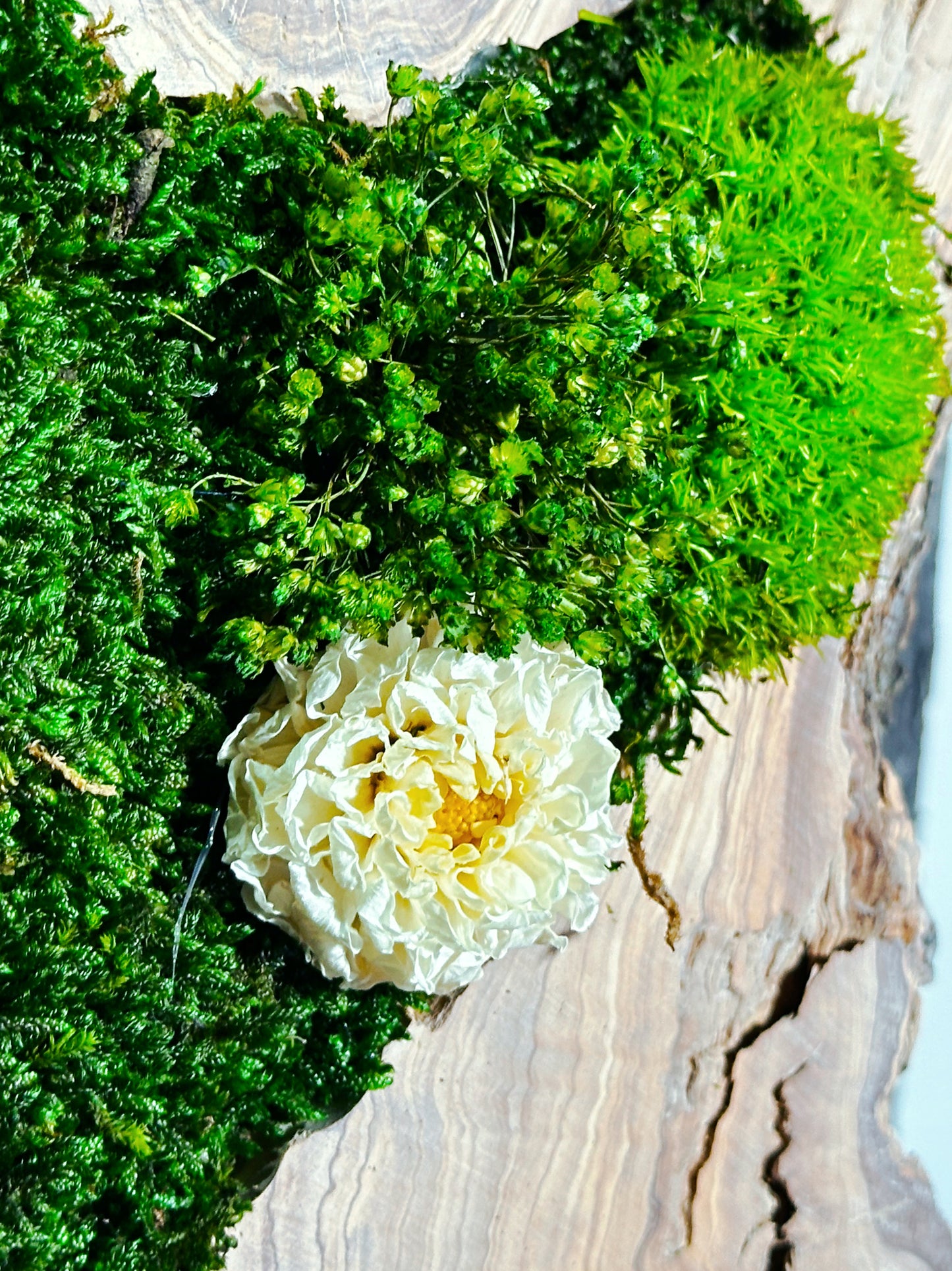 New White Olive Wood LED-Backlit Preserved Moss Art: Eco-Friendly, Green Wall Decor for Home