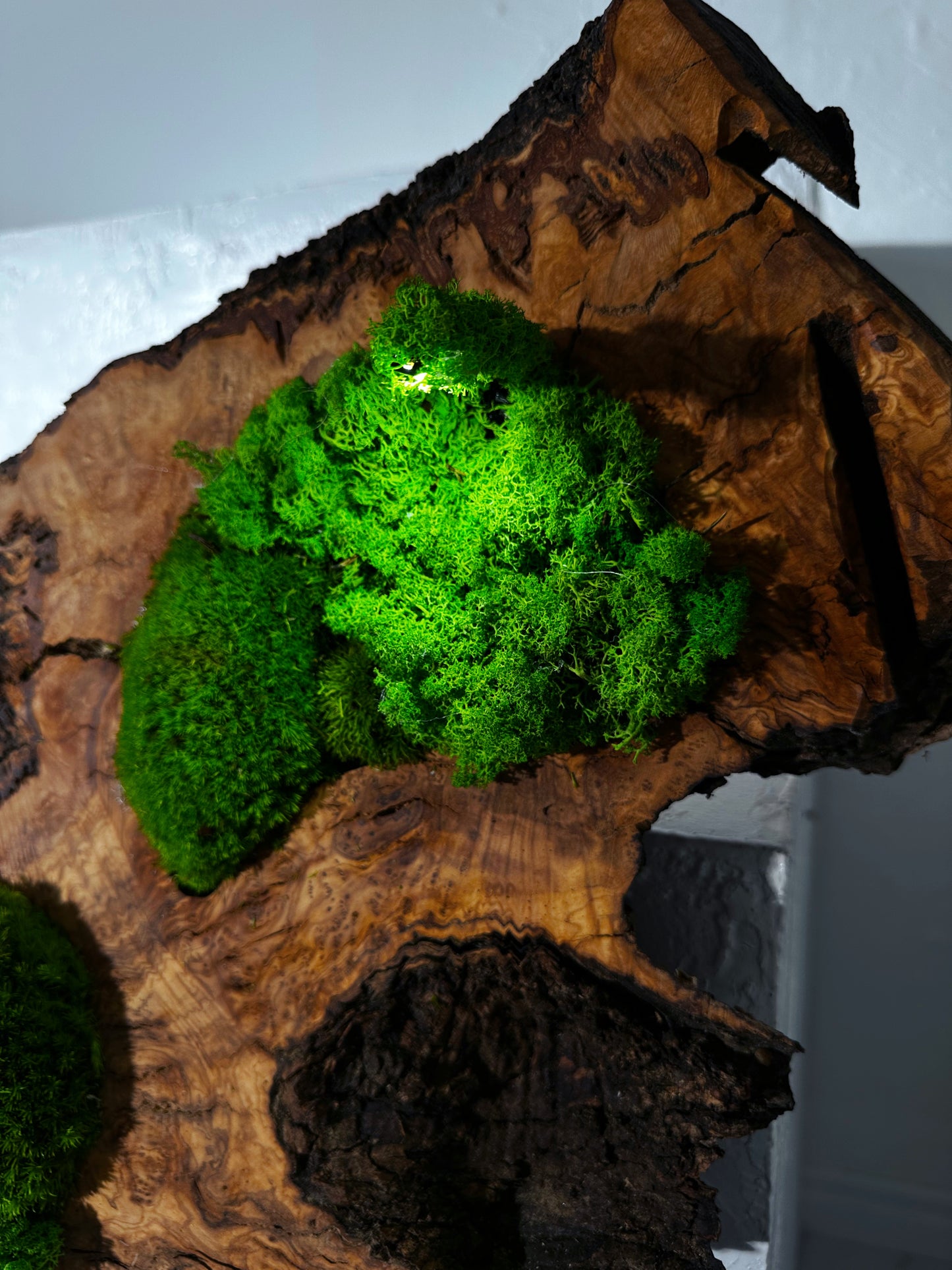 Wunderschönes Kunstwerk aus konserviertem Moos mit LED-Beleuchtung Lebendes Moos LED-Wandbild Konserviertes Moos