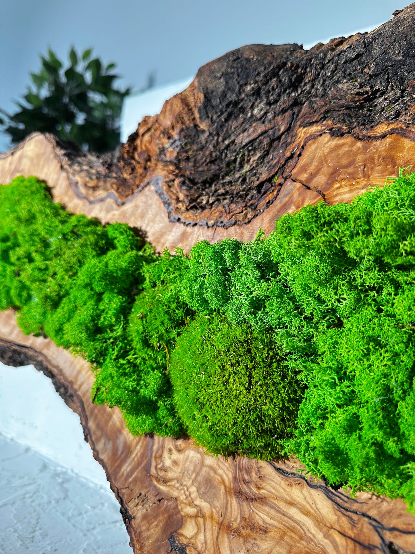 Wunderschönes Kunstwerk aus konserviertem Moos mit LED-Beleuchtung Lebendes Moos LED-Wandbild Konserviertes Moos