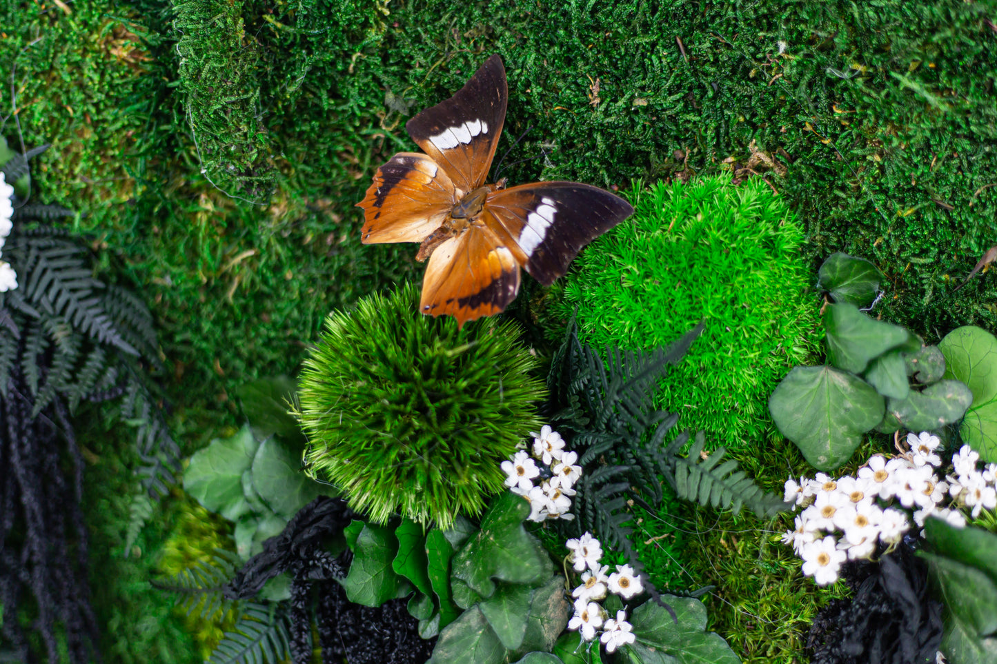 Neu!! Wunderschöne, elegante Wanddekoration aus konserviertem Moos mit echten Schmetterlingen und LED-Beleuchtung. Gerahmte, beleuchtete Mooskunst als Wohnaccessoire.