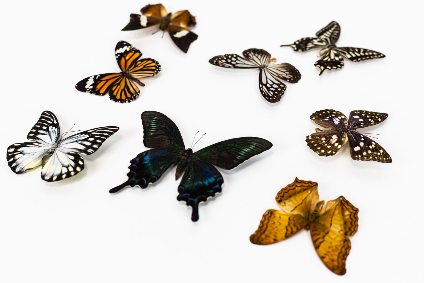 Neu!! Wunderschöne, elegante Wanddekoration aus konserviertem Moos mit echten Schmetterlingen und LED-Beleuchtung. Gerahmte, beleuchtete Mooskunst als Wohnaccessoire.