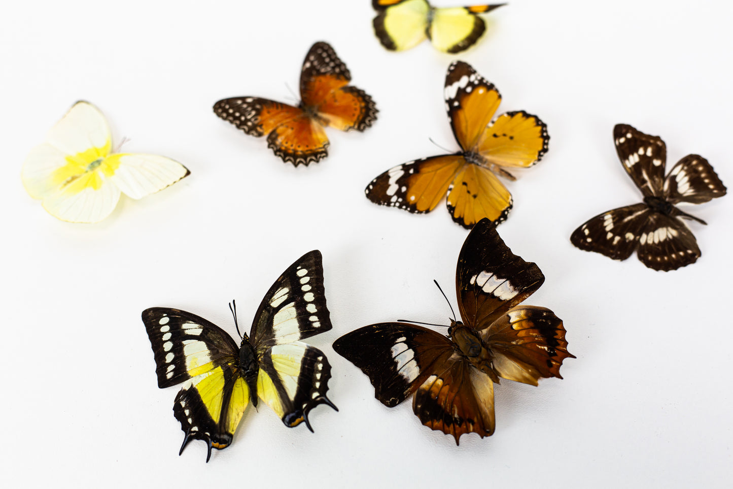 Neu!! Wunderschöne, elegante Wanddekoration aus konserviertem Moos mit echten Schmetterlingen und LED-Beleuchtung. Gerahmte, beleuchtete Mooskunst als Wohnaccessoire.