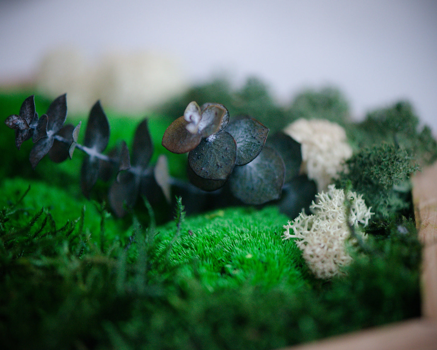 Atemberaubende 3D-Wanddekoration aus lebendem Moos: Umweltfreundliche Geschenkidee aus Naturholz zu Weihnachten!