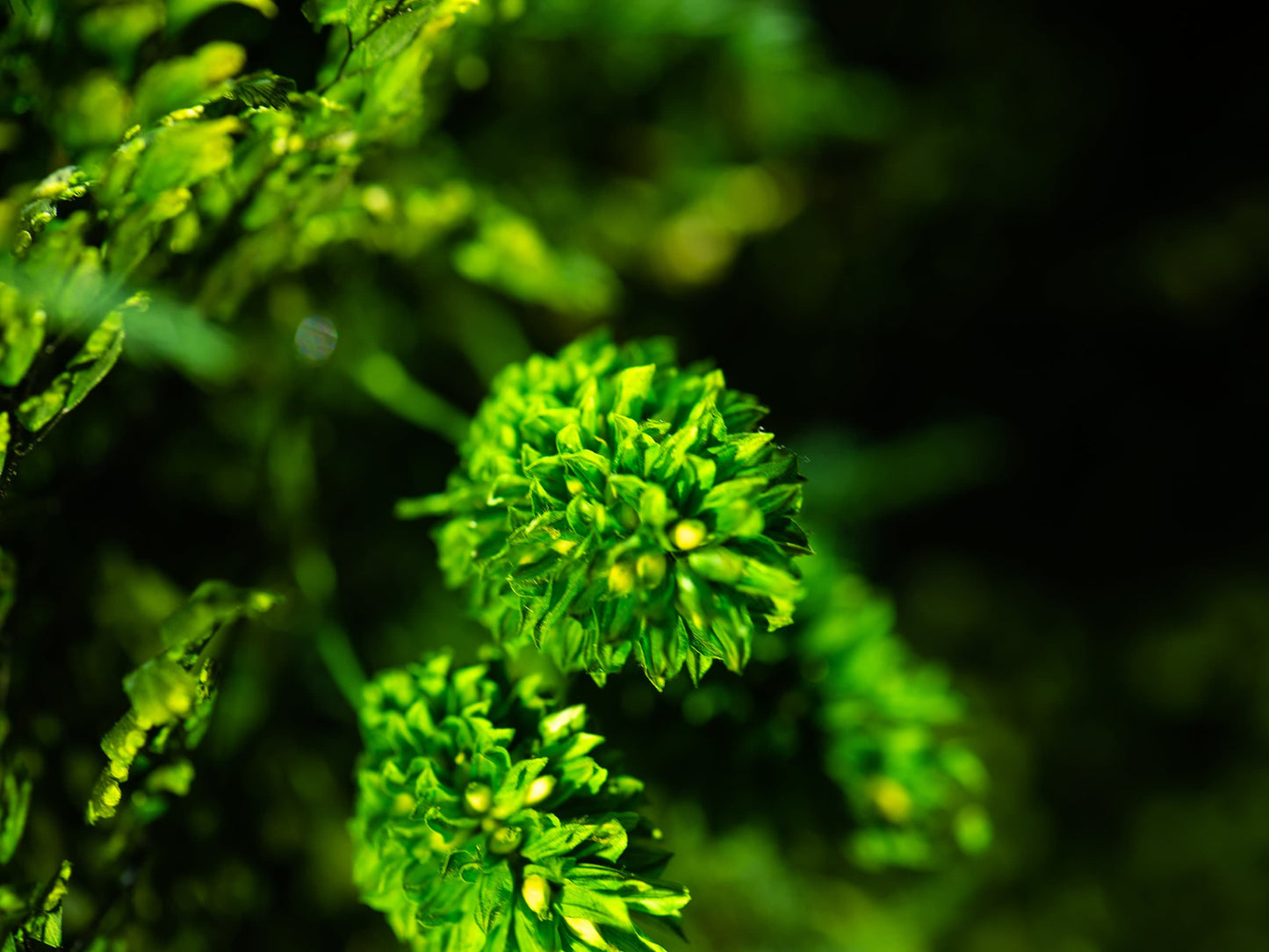 Bezaubernde Wanddekoration aus konserviertem Moos: Das perfekte umweltfreundliche Einzugs- und Weihnachtsgeschenk!